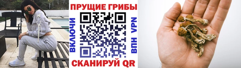 Купить закладки  Полтавская  Псилоцибиновые грибы прущие грибы 
